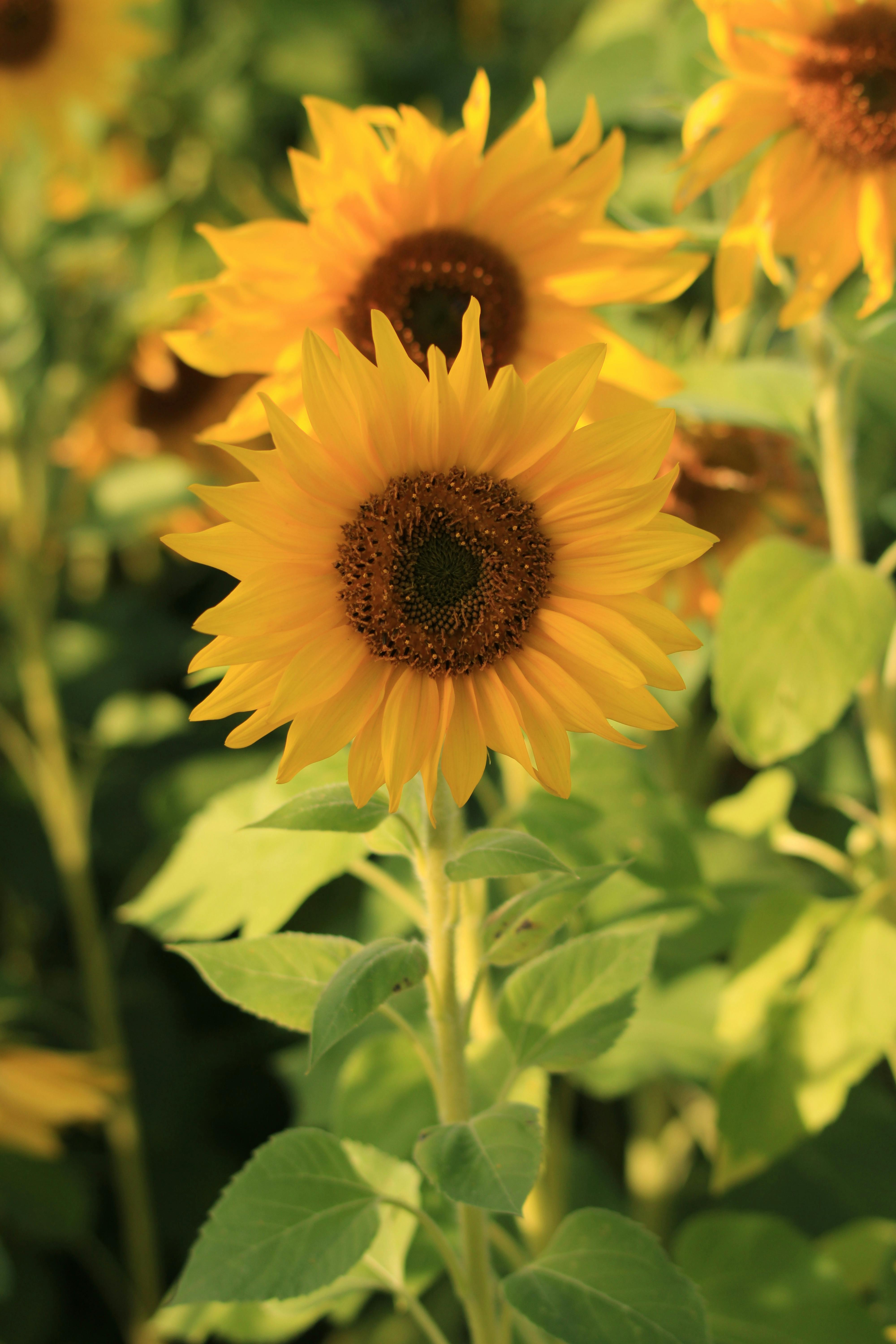 Sunflowers in a garden | Source: Pexels