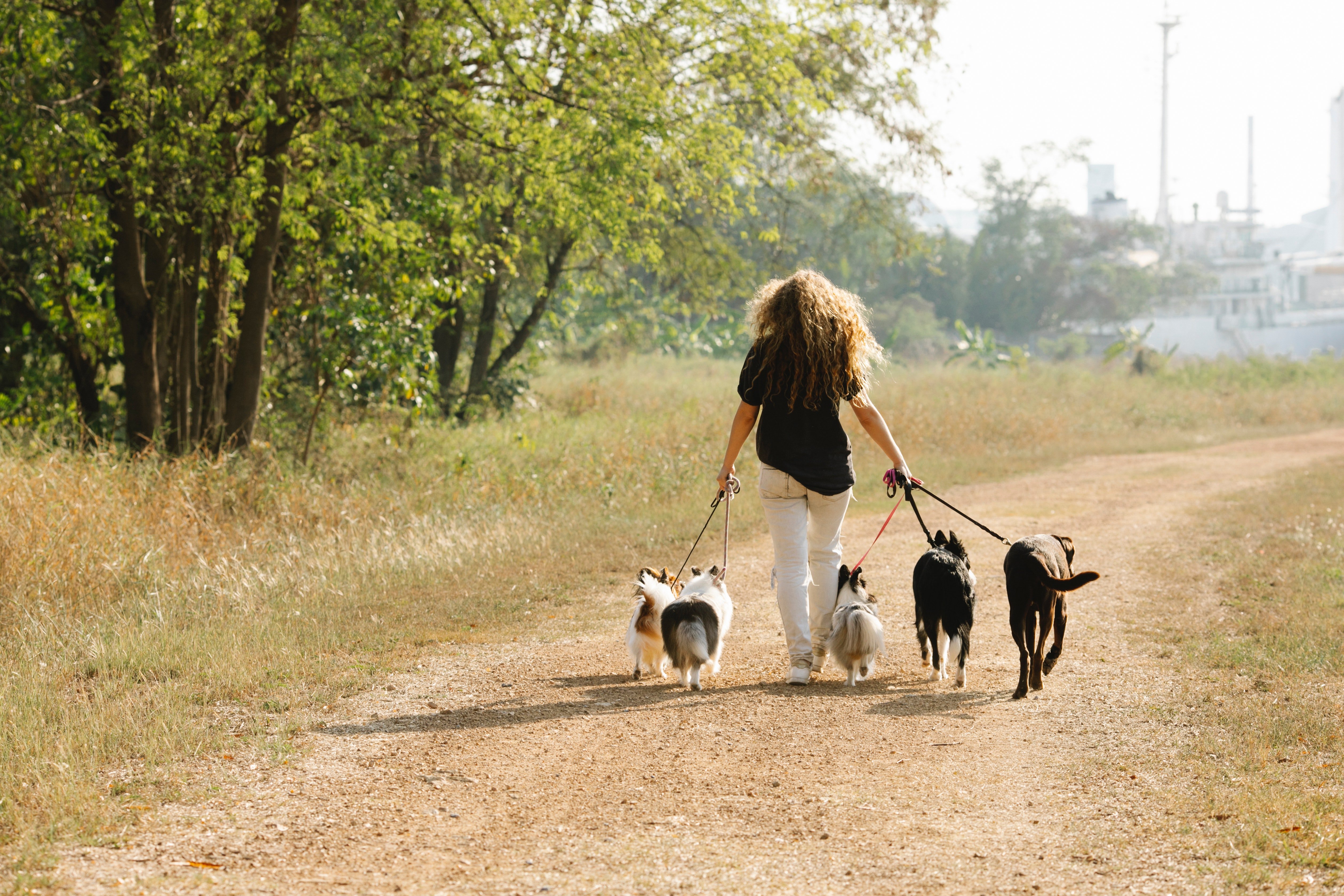 Apart from doing household work for her patients, Monica also did shopping & walked their dogs for them. | Source: Pexels