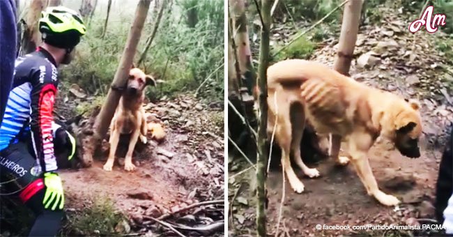 Dog tied to a tree and left to die is rescued by passing cyclists
