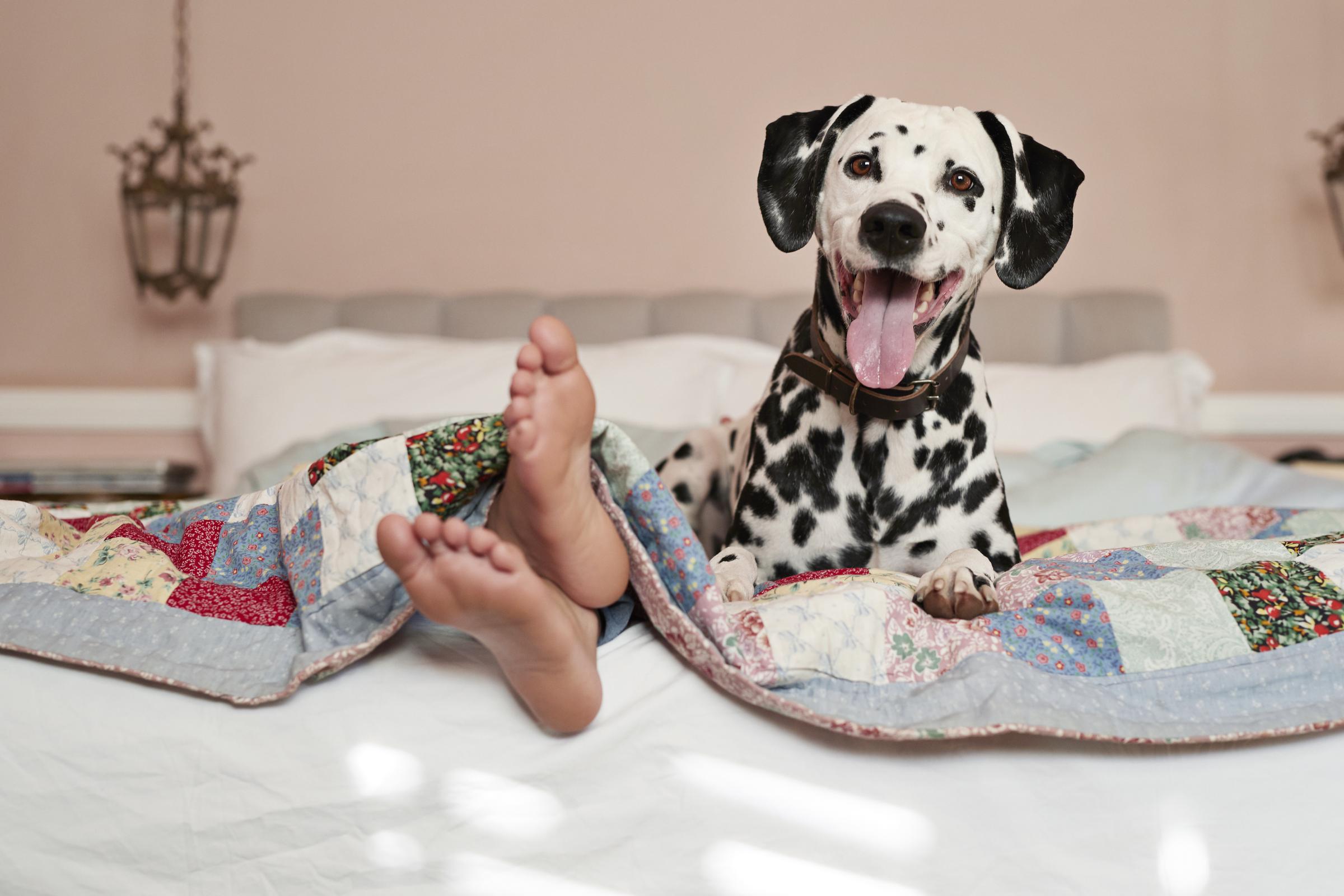 A dog in bed with its owner | Source: Getty Images