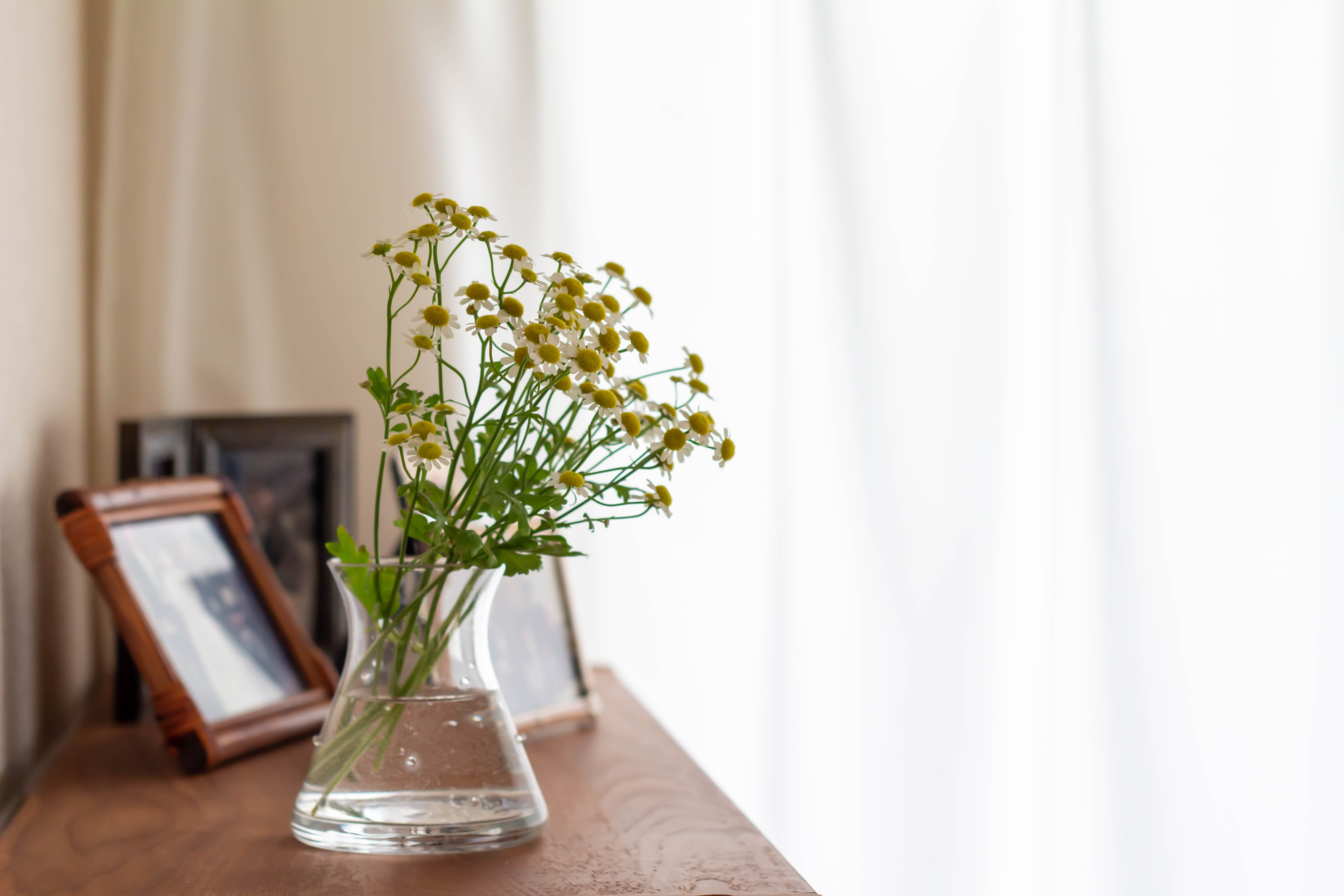 Flowers and photo frames bathing in the light that shines indoors. | Source: Shutterstock
