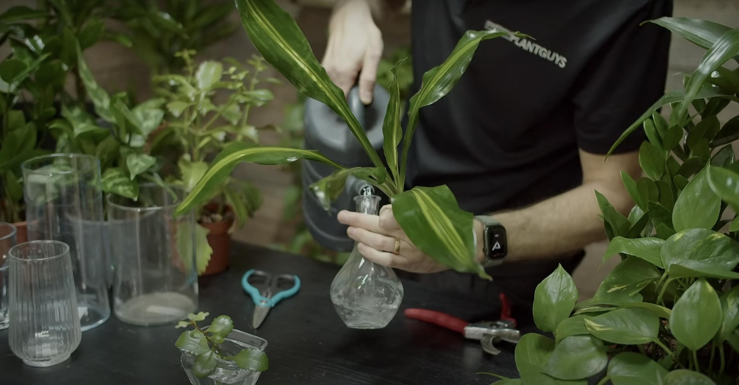 A plant being propagated in a clip uploaded in November 8, 2022 | Source: YouTube/The Jungle Haven