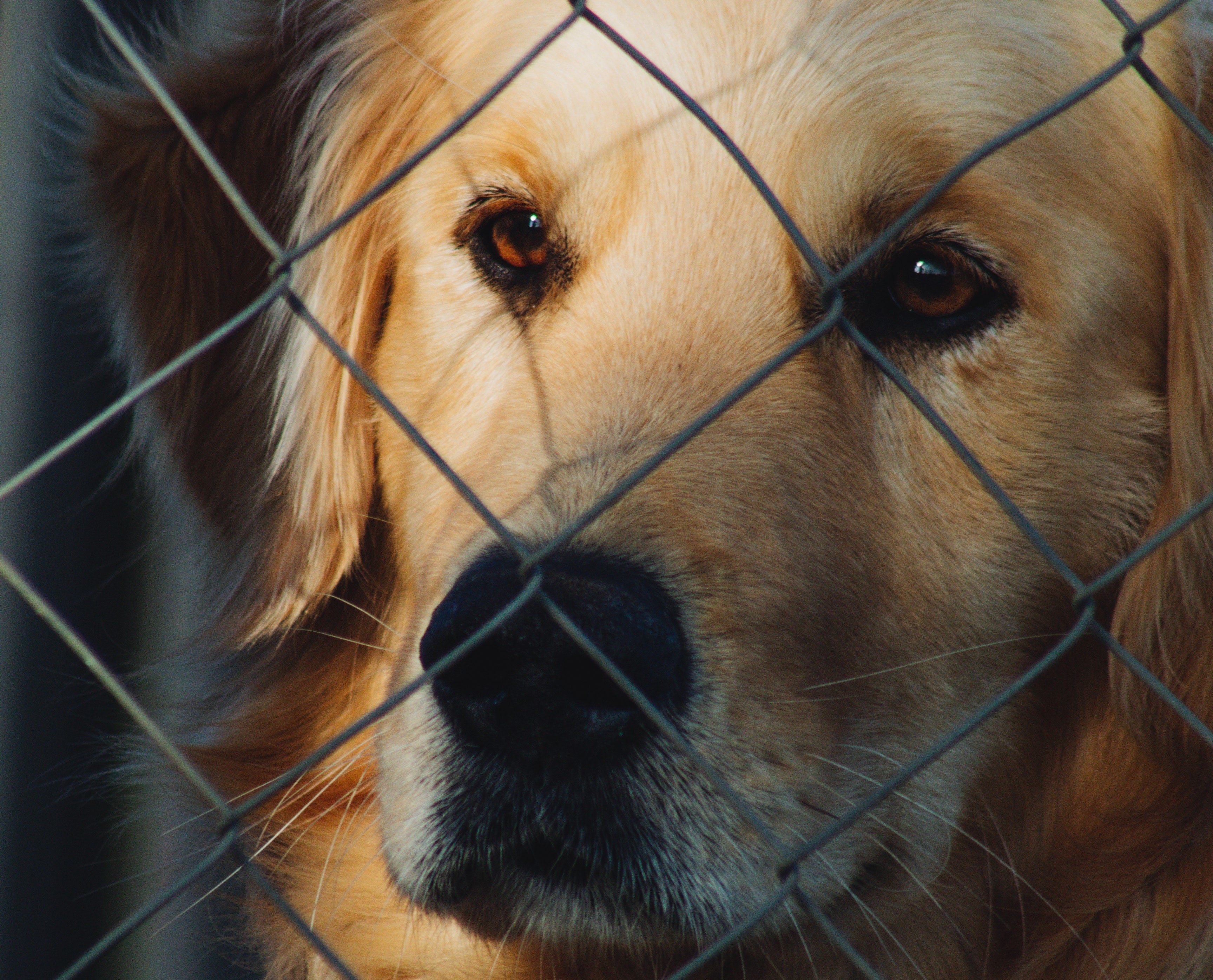 Lucy was taken to an animal shelter after she lost her owners. | Source: Pexels
