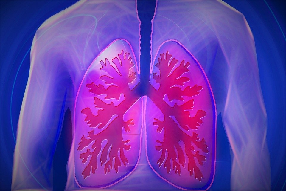 Pulmones. | Imagen: Pixabay Pulmones. | Imagen: Pixabay