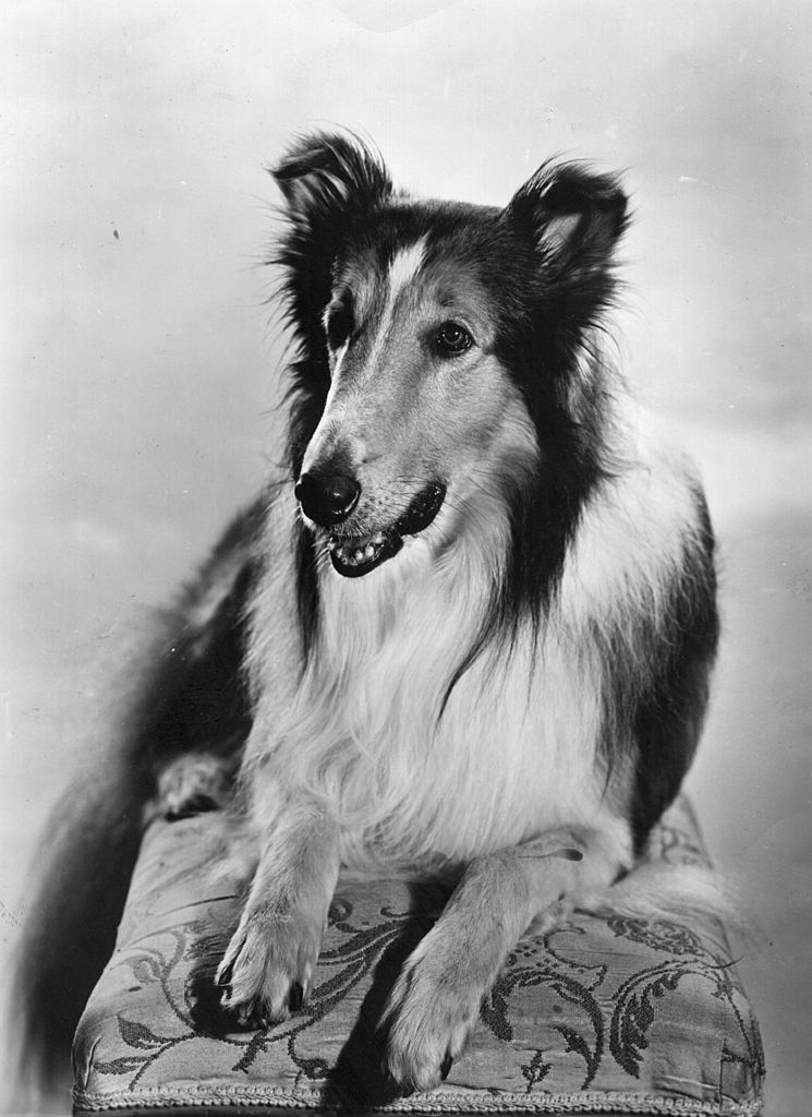 20 Facts About Lassie You Might Not Know 