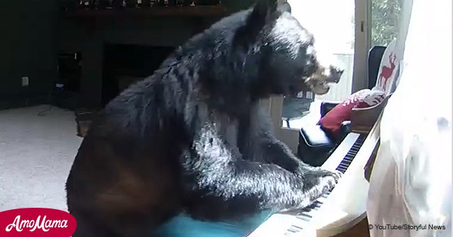 Home camera caught bear intruder inside home