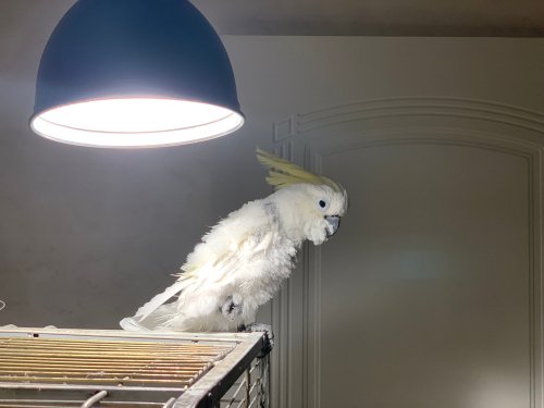 A parrot ontop of his cage at night. | Source: Shutterstock.