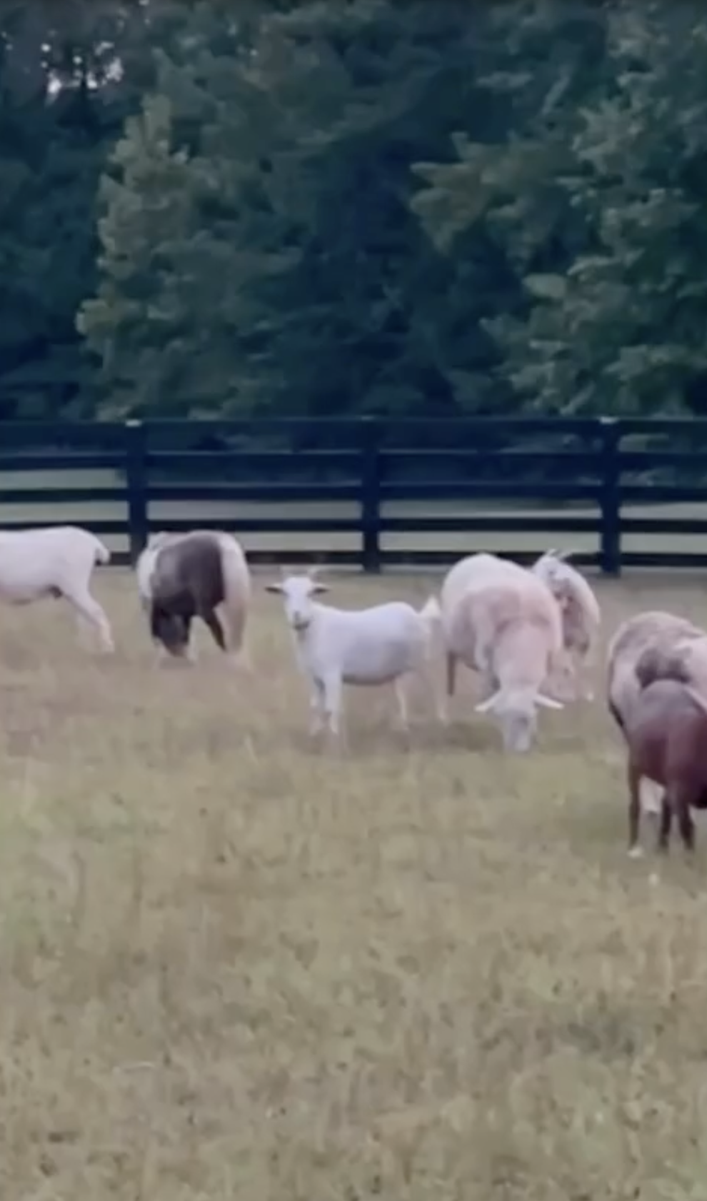 Millie Bobby Brown Bongiovi's farm animals from a post dated August 16, 2024. | Source: Instagram/milliebobbybrown