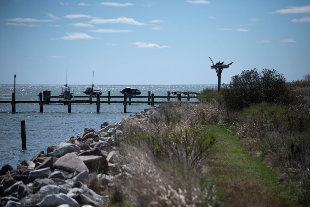 SHADY SIDE MD - APRIL 3 An osprey nest overlooks the Chesapeake Bay north of Dennis Point Lane in Shady Side, Maryland on April 3, 2020. I Foto: Getty Images