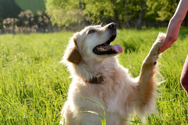 Porträt des Golden Retriever, der Pfote gibt - stock photo | Quelle Getty Images Porträt des Golden Retriever, der Pfote gibt - stock photo | Quelle Getty Images