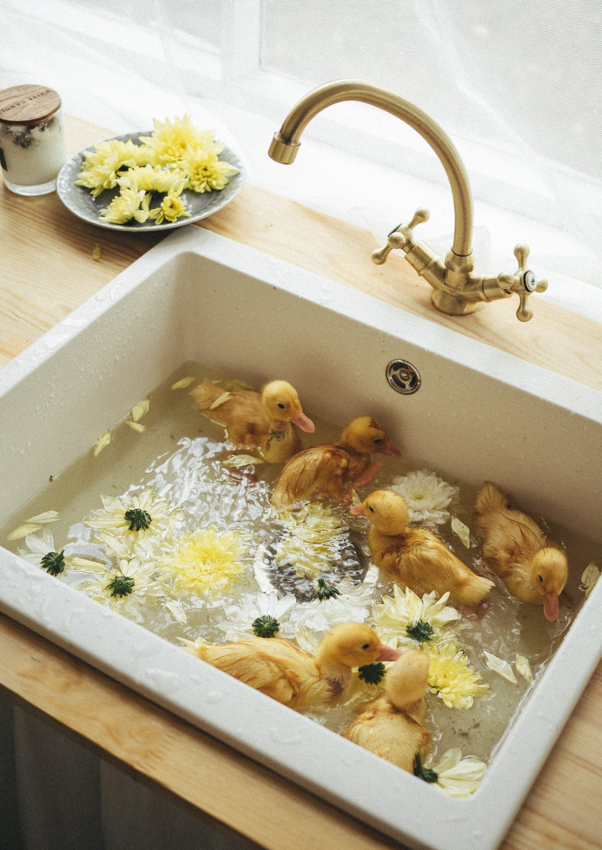 Ducklings in a sink | Source: Pexels