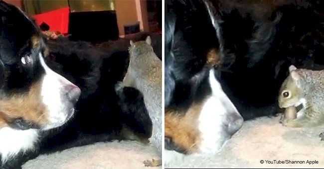 Video shows squirrel trying to hide a nut in dog’s fur, and its bemused reaction is hilarious