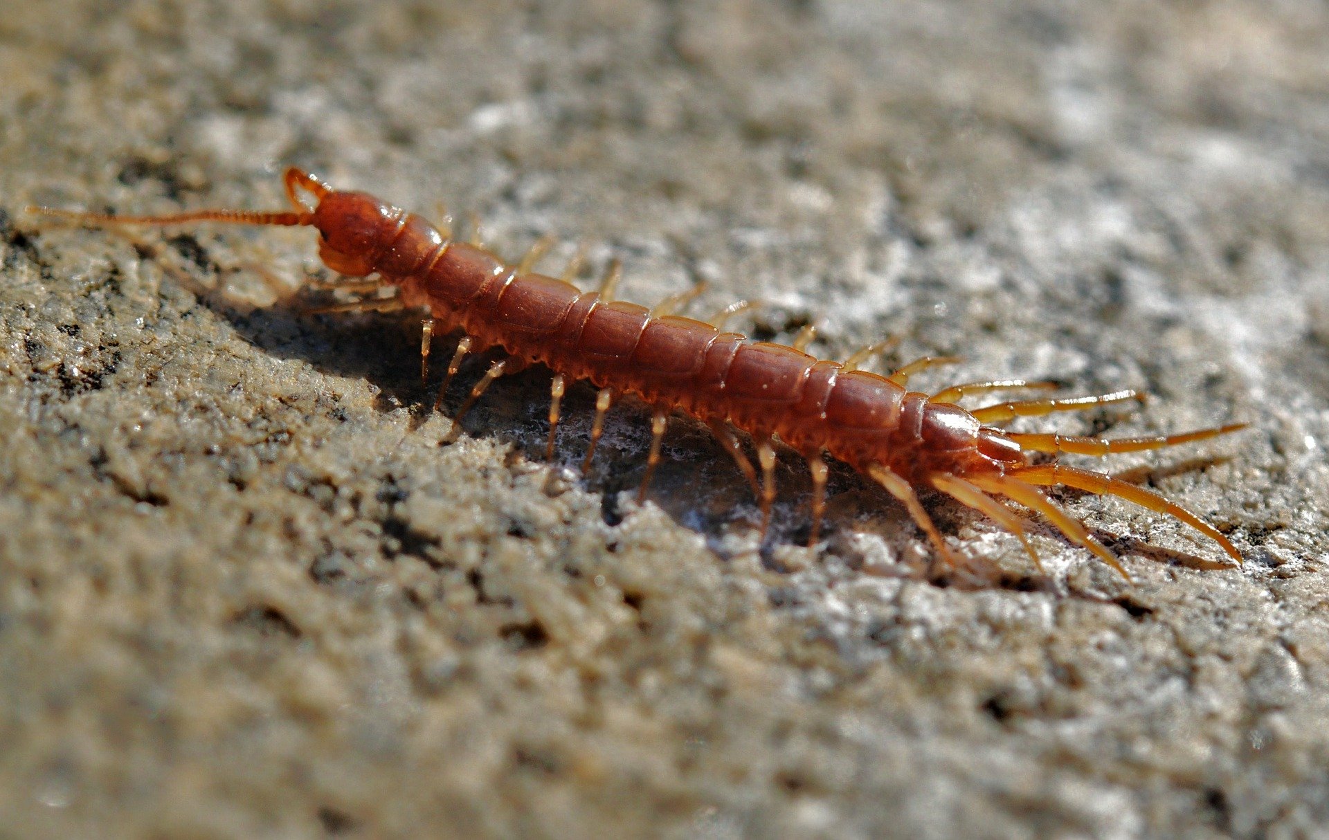 A centipede. | Photo: Pixabay/GLady 