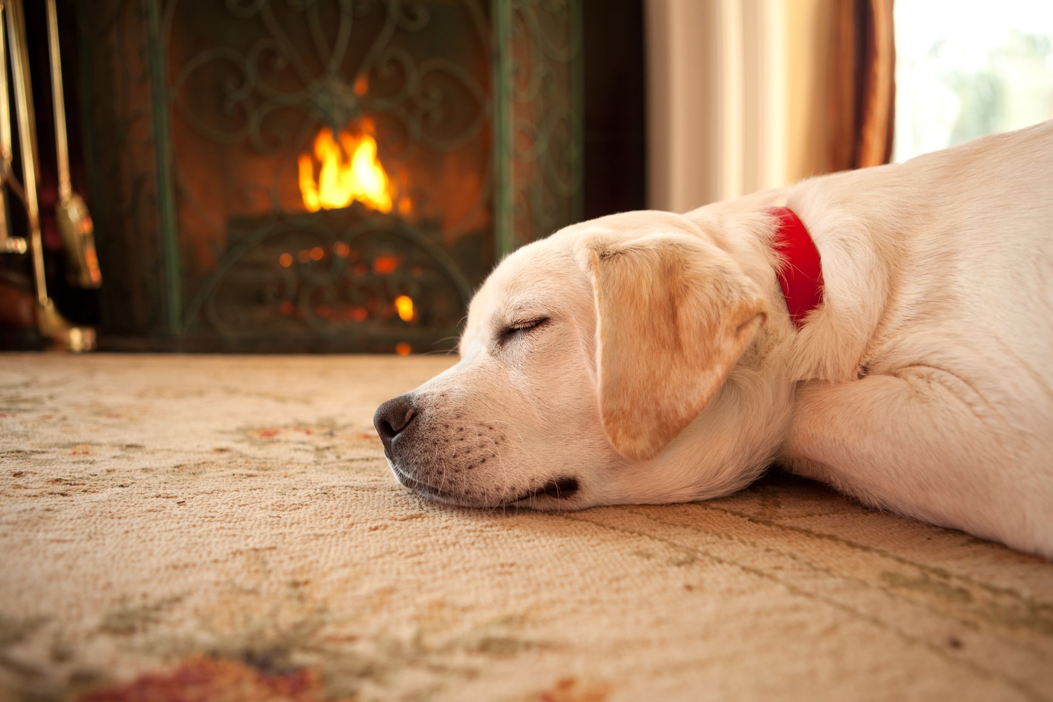 A dog sleeping by the fireplace. | Source: Getty Images