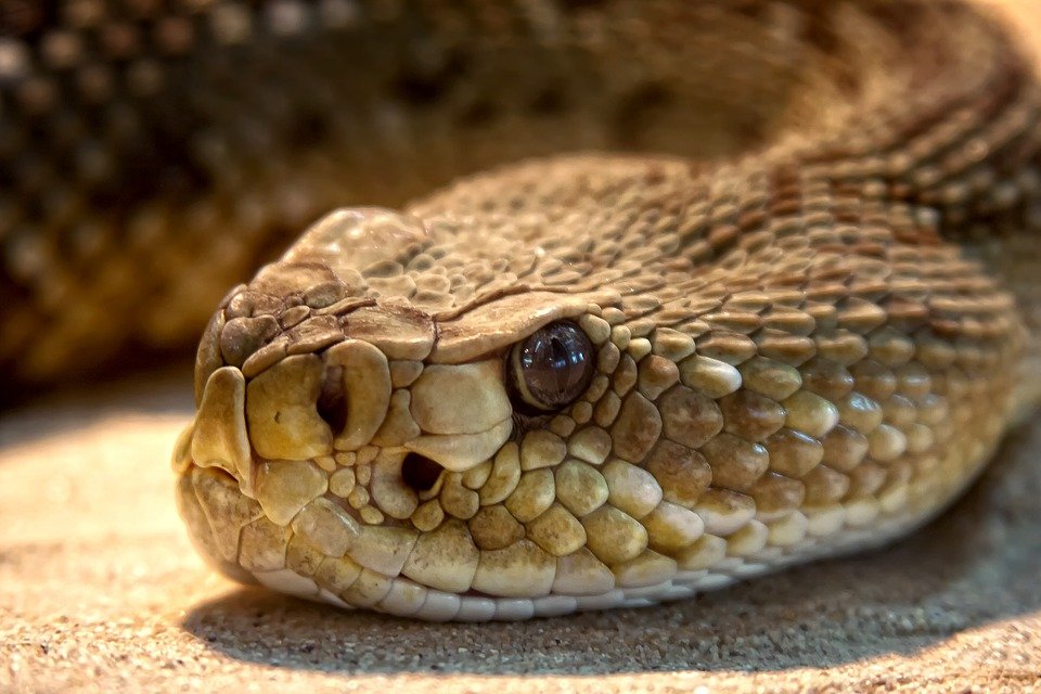Primer plano de una serpiente cascabel. | Foto: Pixabay