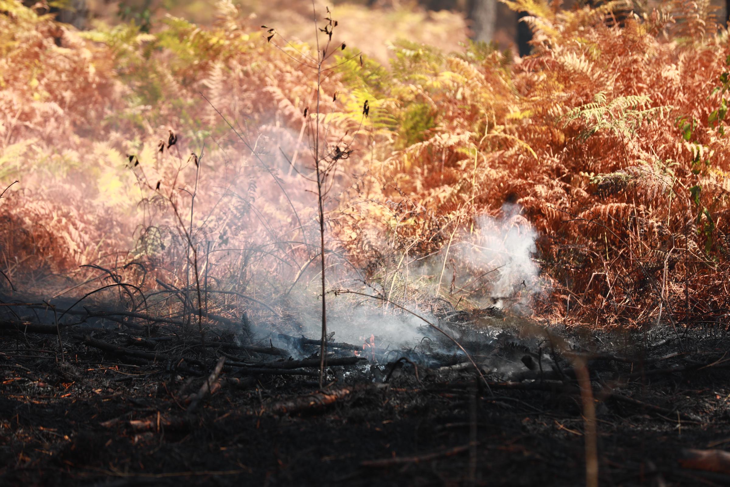 Scorched vegetation shows the aftermath of one of several wildfires that prompted firefighting efforts across parts of southern France. | Source: Getty Images