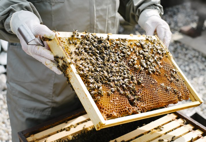 beekeper inspecting his hives in his garden | Photo: Getty Images