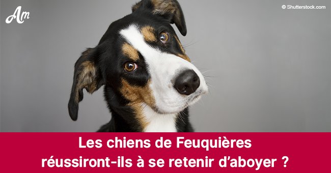 Le maire de Feuquières dans l'Oise fait passer une loi qui interdit aux chiens d'aboyer