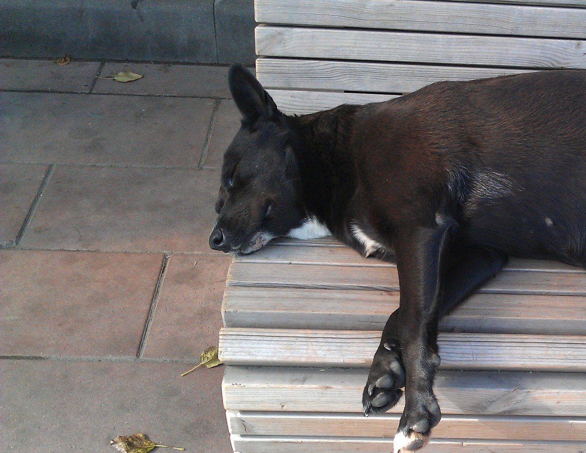 Corey hat einen kranken alten Hund auf der Straße gefunden. | Quelle: Pixabay