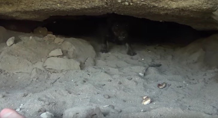 Quelle: YouTube / Hope For Paws - Official Rescue Channel Quelle: YouTube / Hope For Paws - Official Rescue Channel