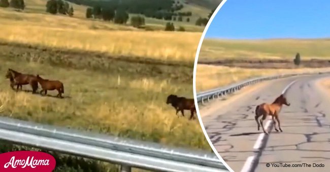 Man saw tiny foal in need and stepped in to help (video)