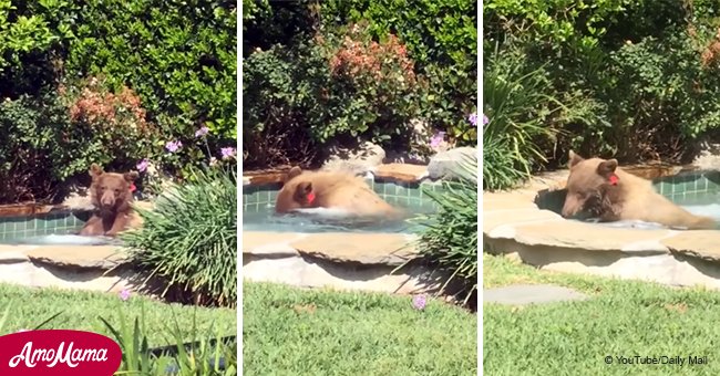 California bear caught taking dip in hot tub and having a margarita