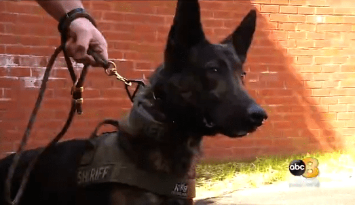 Un Chien De Police Americain Etablit Un Record Il A Trouve 2 Enfants Disparus Dans La Foret En 15 Minutes