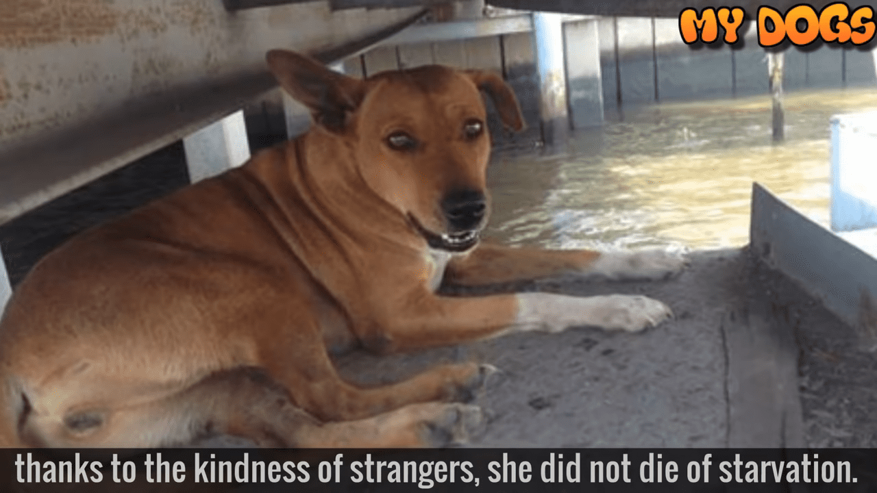 Perrita abandonada│Imagen tomada de: YouTube / My Dogs Perrita abandonada│Imagen tomada de: YouTube / My Dogs