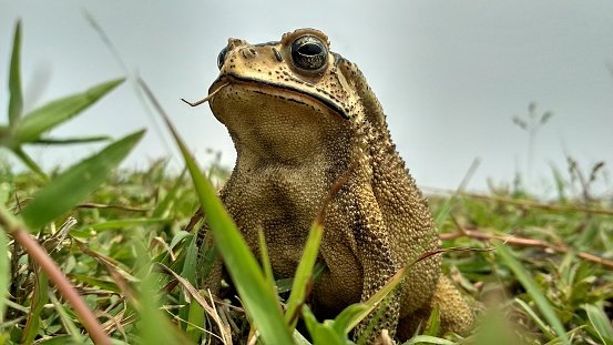 Close-up photo of a frog on grass | Photo: Getty Images