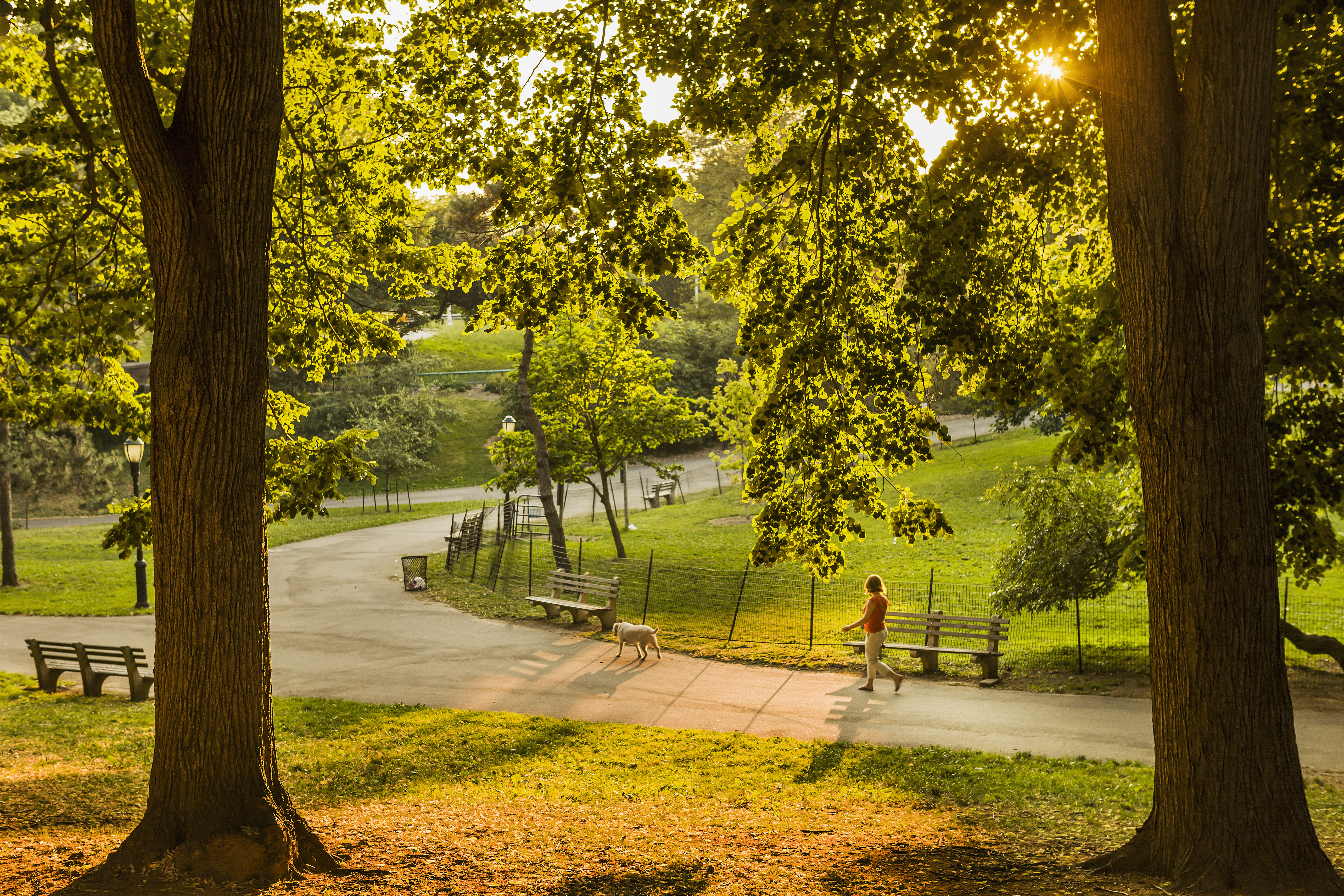 Um parque para cães | Fonte: Getty Images