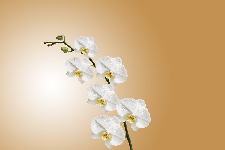 Fleurs d'orchidée. | Source :  Pixabay