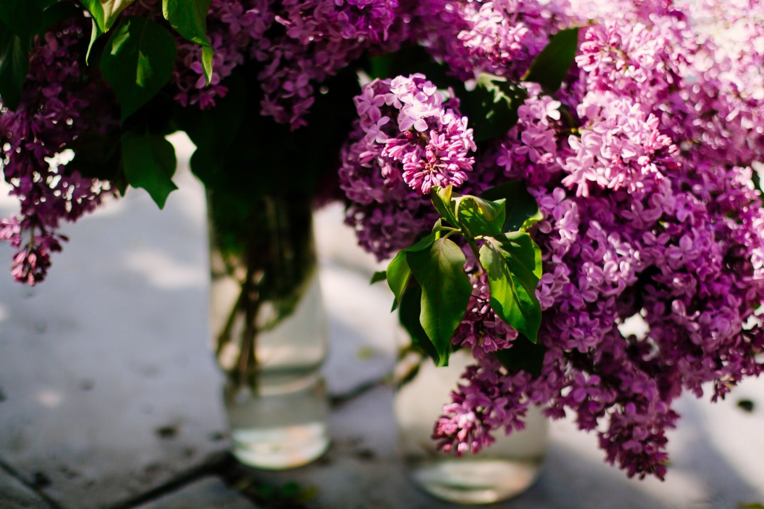 Un bouquet de lilas. | Photo : Unsplash