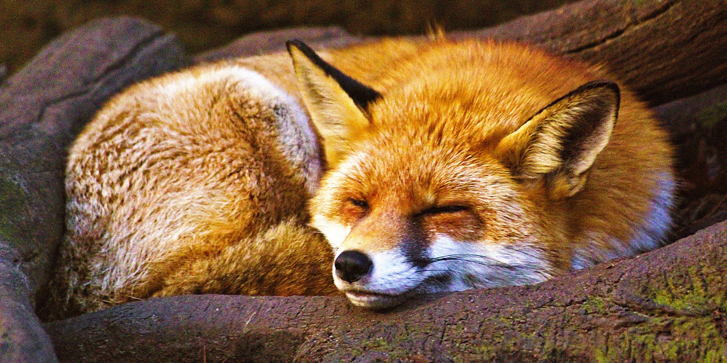 Unsplash | A sleeping fox 