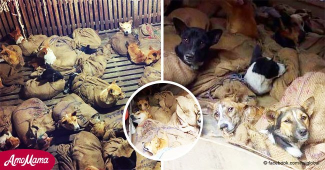 Petrified dogs bound in sacks rescued just before they were sold at the meat market