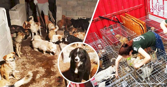 Dogs rescued from vile meat market find new home with loving owners