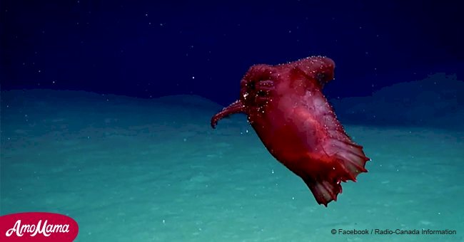 Creepy 'headless chicken monster’ moves south