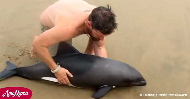 Man spotted helpless beached dolphin and instantly rushed over to help