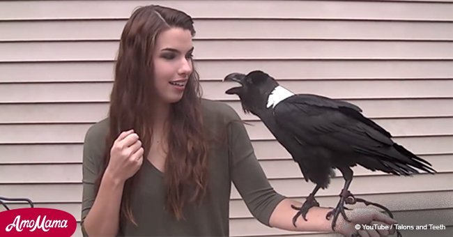 Raven sitting on woman's hand sounds exactly like a human (video) 