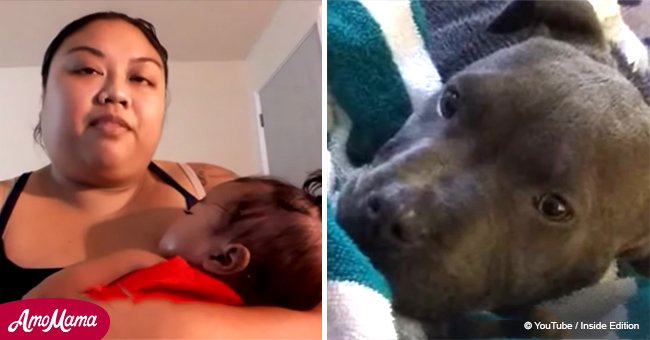Ein Pitbull zog ein 7 Monate altes Baby an der Windel, um es vor der tödlichen Gefahr zu retten