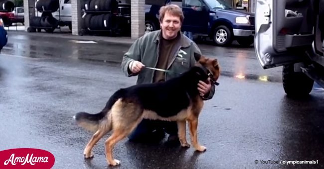 Here's what happened when a man released a dog who was chained for most of his life