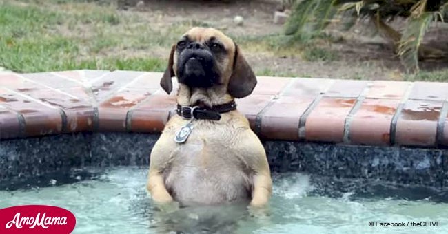 Dog sits down in a hot tub for a relaxing bath and his reaction quickly goes viral