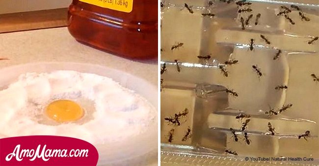 Easy 1-ingredient solution to get rid of fleas, roaches, ants, and pests