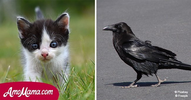 The true story of a wild crow saving a dying kitten