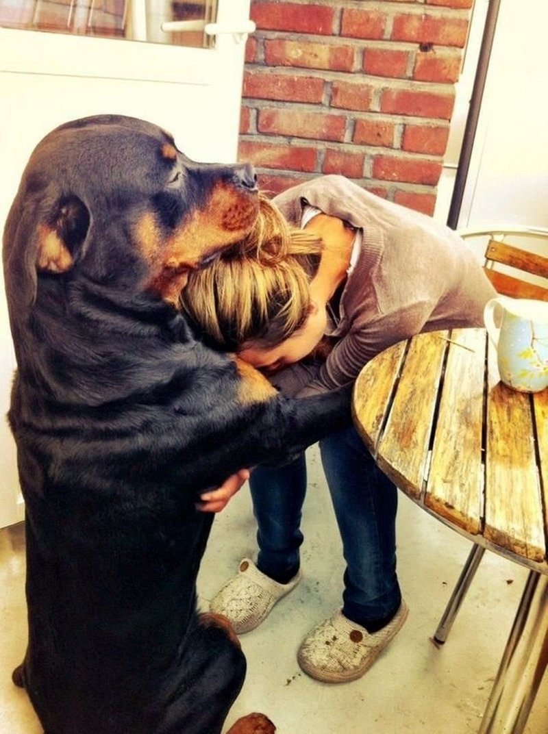 Perro amoroso / Imagen tomada de: Reddit Perro amoroso / Imagen tomada de: Reddit
