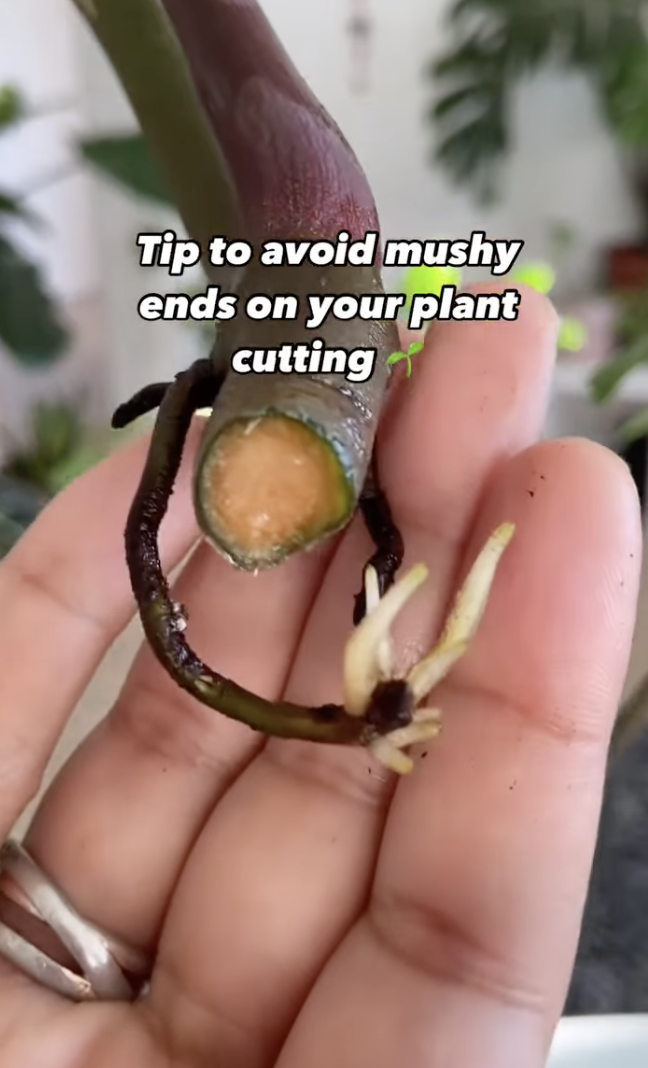 A plant cutting ready to be propagated in a clip uploaded on December 10, 2024 | Source: Instagram/peoplewithplants_official