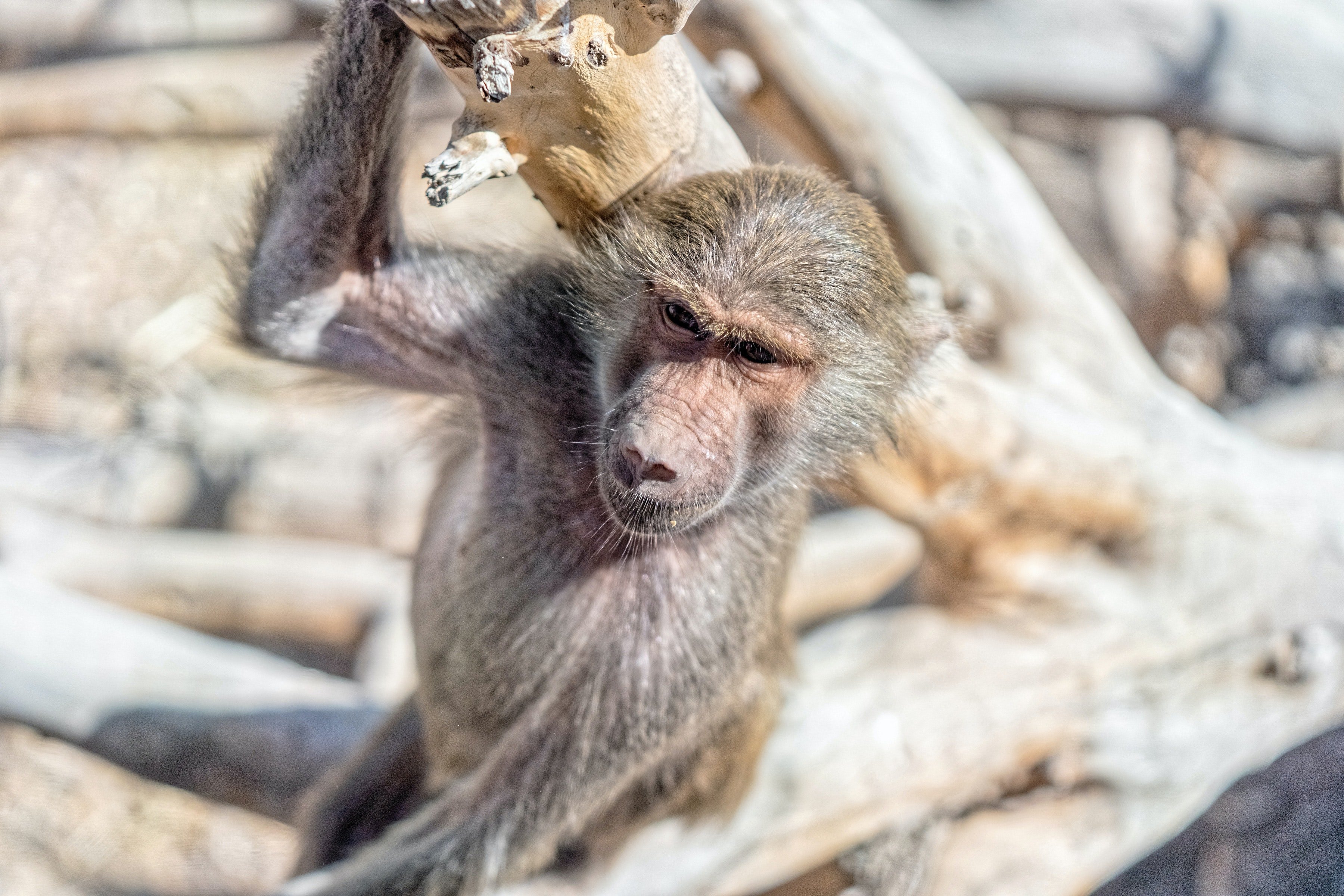 Pictured - A photo of a monkey hanging on a tree branch | Source: Pexels 