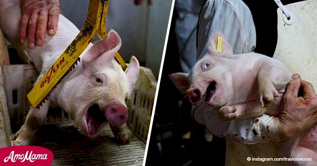 Fotos de mataderos españoles muestran el terror de los animales antes de convertirse en carne