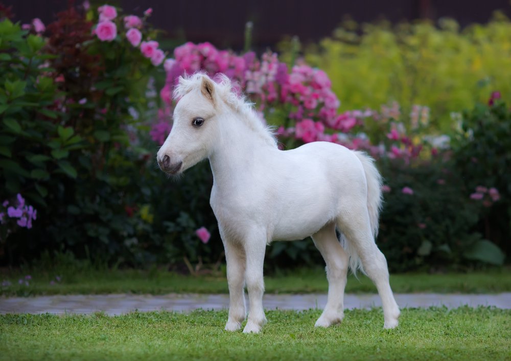 A photo of an American miniature horse | Photo: Shutterstock