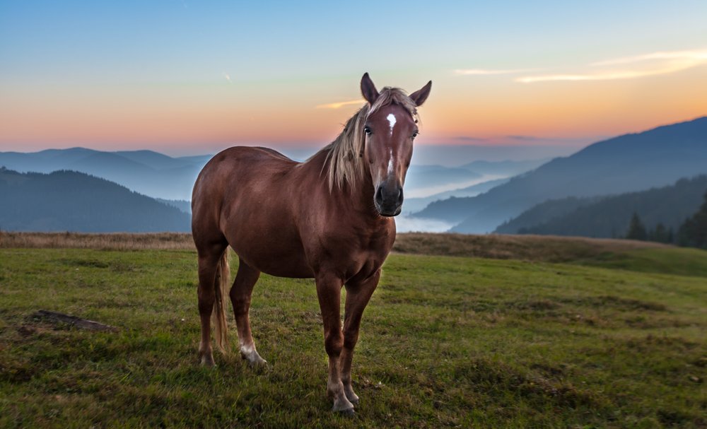 The mountain landscape with a horse in the middle of a field. | Photo: Shutterstock.