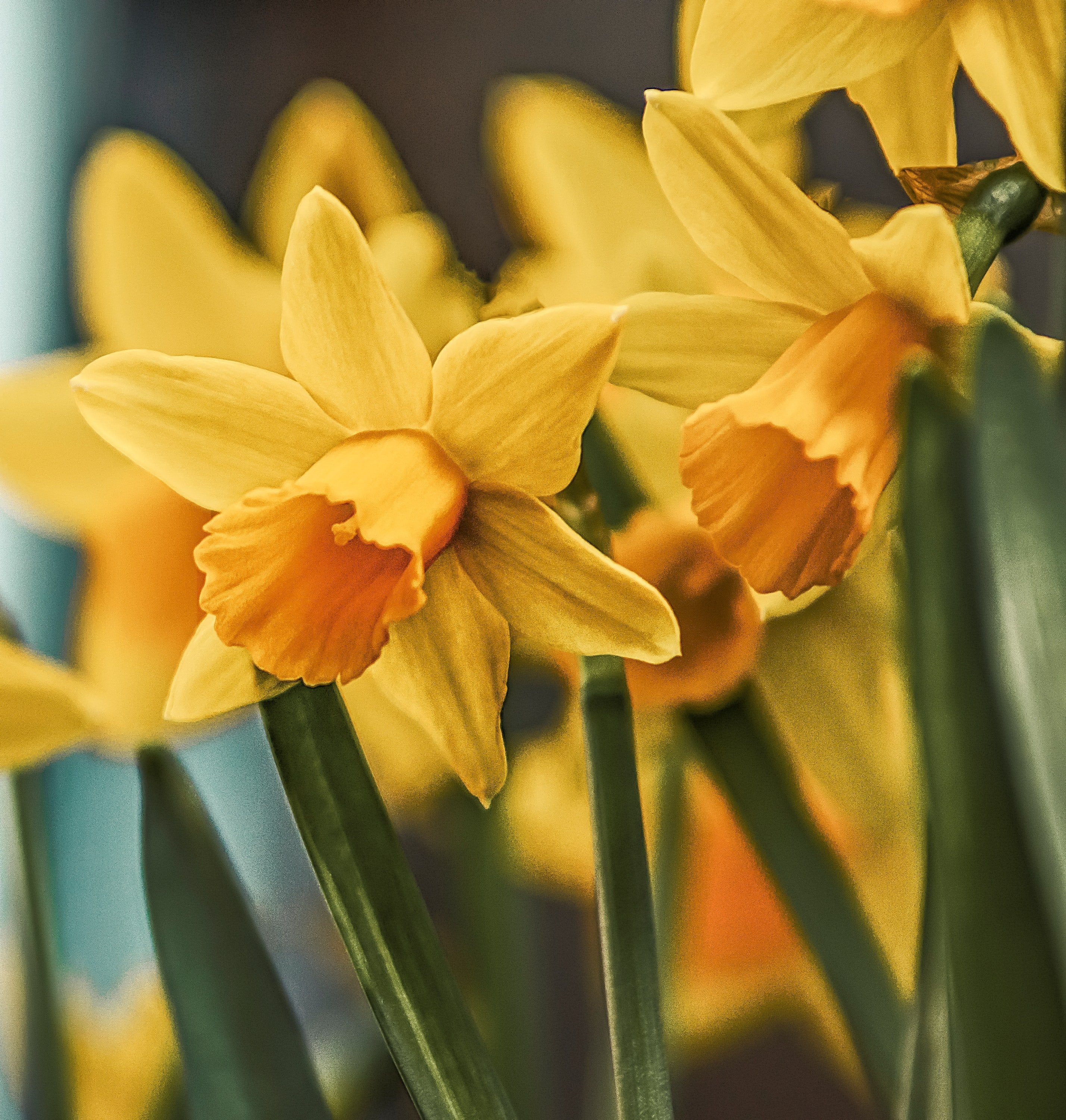 Daffodil | Unsplash 